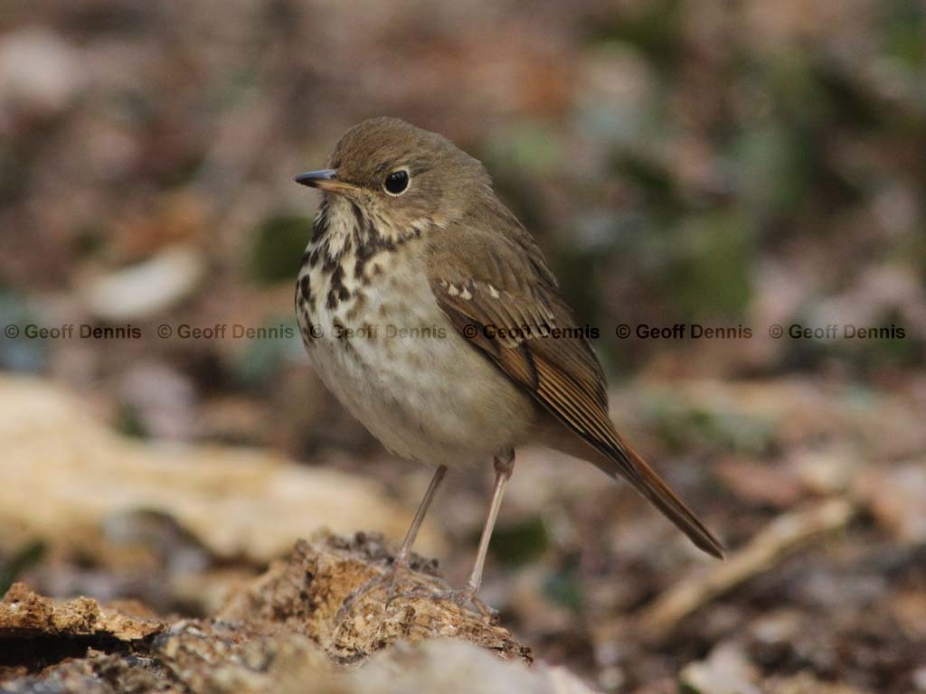 HETH-BO_Hermit-Thrush