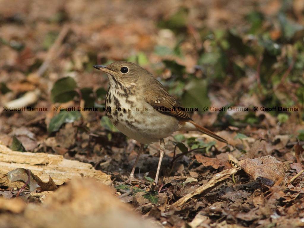 HETH-BP_Hermit-Thrush