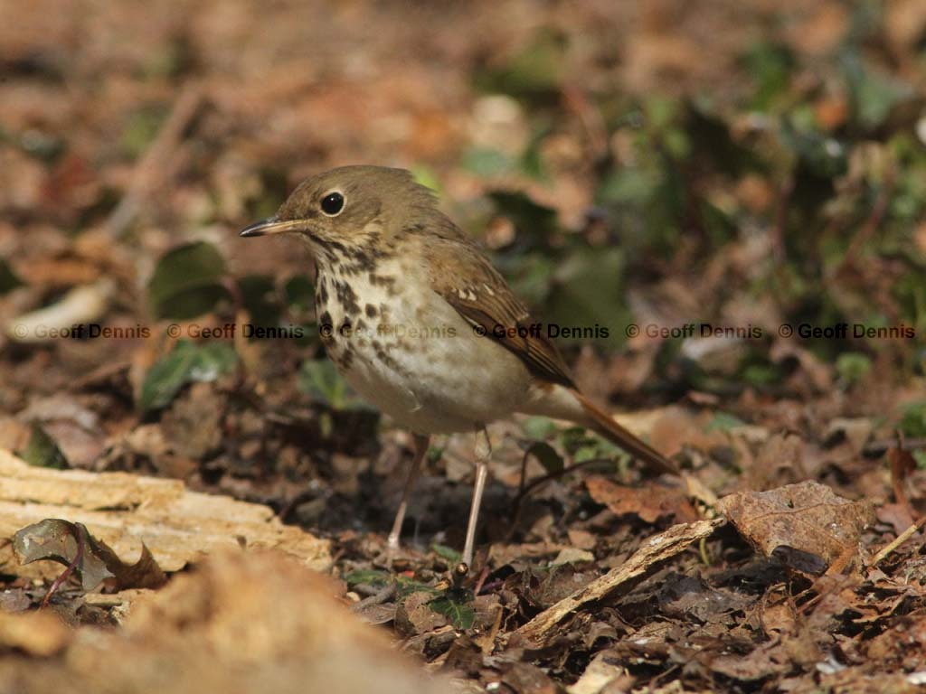 HETH-BQ_Hermit-Thrush