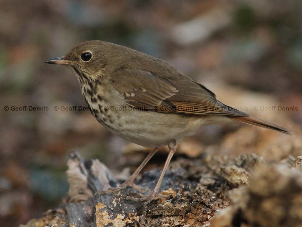 HETH-BR_Hermit-Thrush