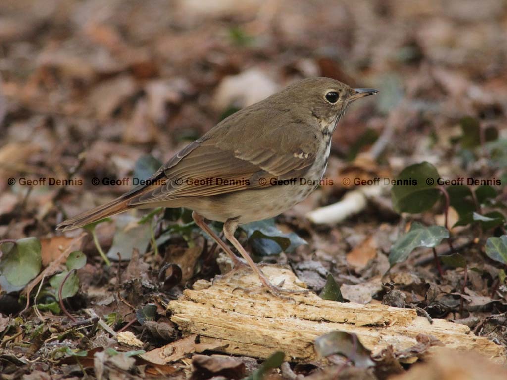 HETH-BS_Hermit-Thrush
