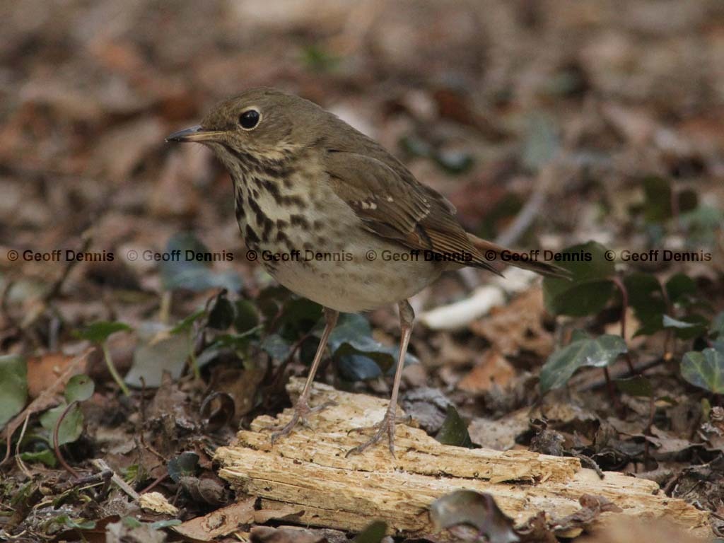 HETH-BT_Hermit-Thrush