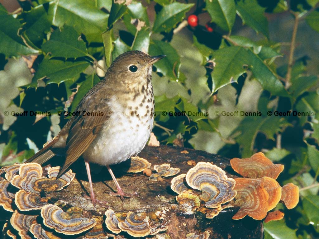 HETH-BV_Hermit-Thrush