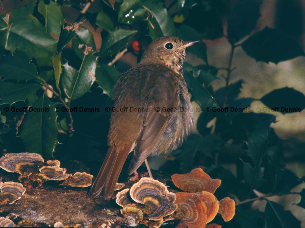 HETH-BW_Hermit-Thrush