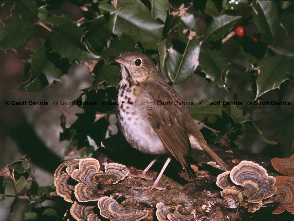 HETH-BZ_Hermit-Thrush