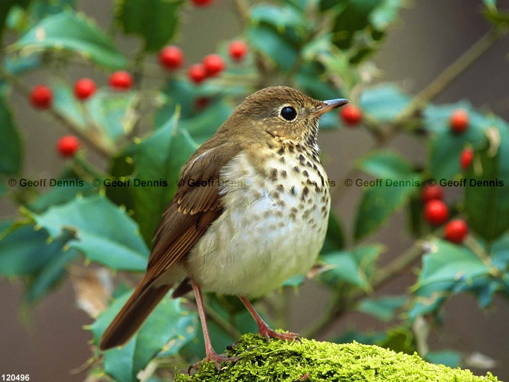HETH-CA_Hermit-Thrush