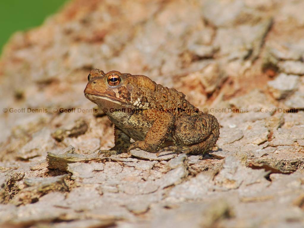 American-Toad-AA