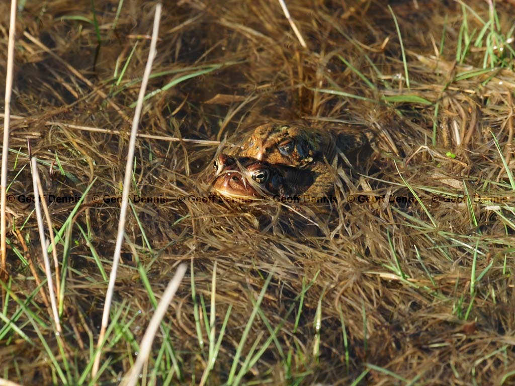 American-Toad-AB
