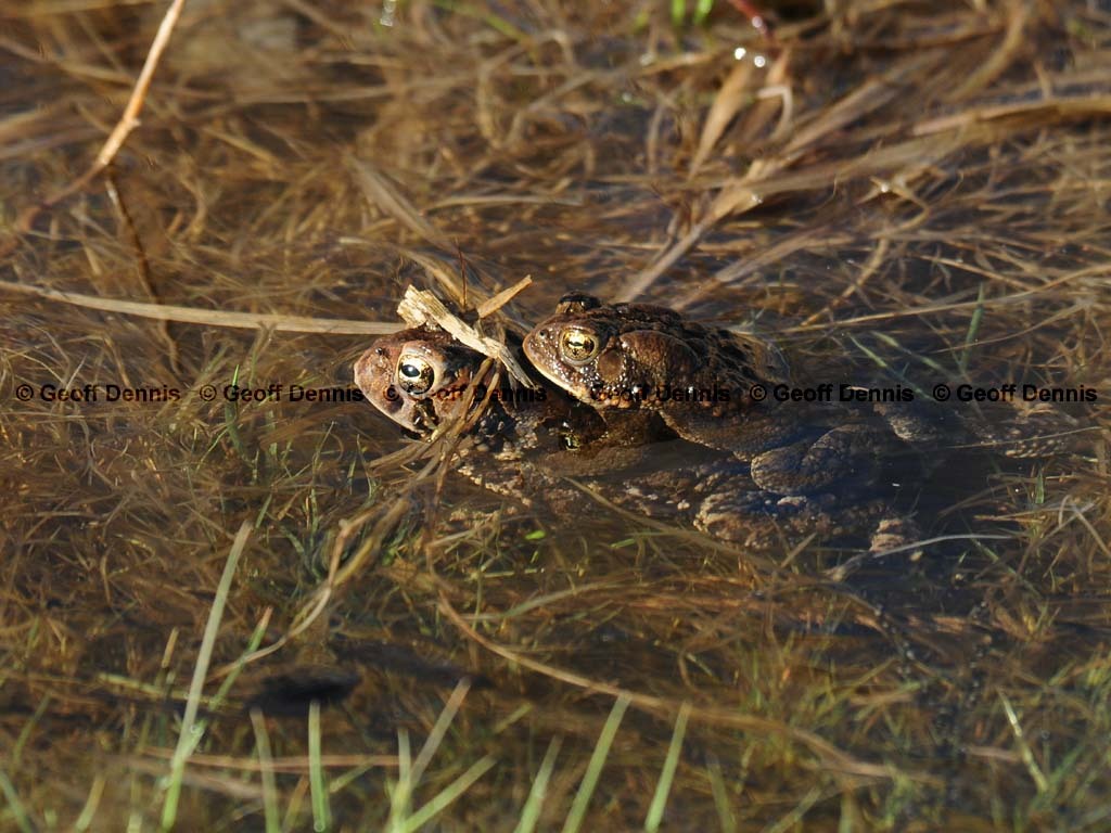 American-Toad-AC
