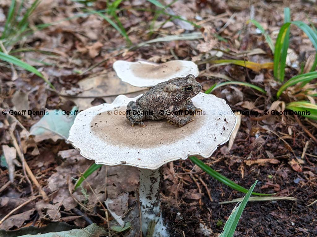 American-Toad-AD