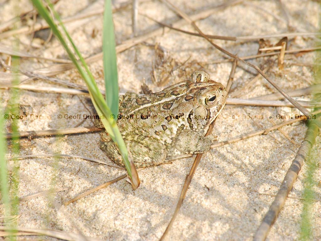 Fowlers-Toad-AA