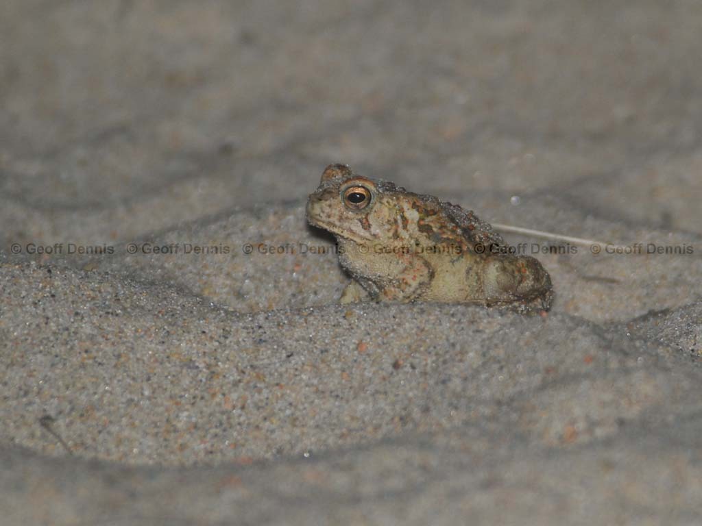 Fowlers-Toad-AB