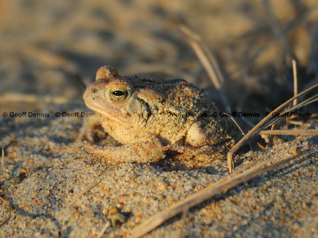 Fowlers-Toad-AC