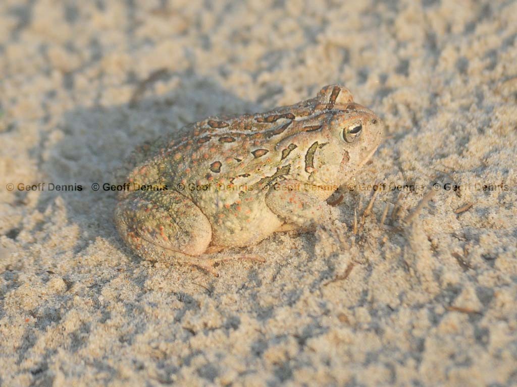 Fowlers-Toad-AE