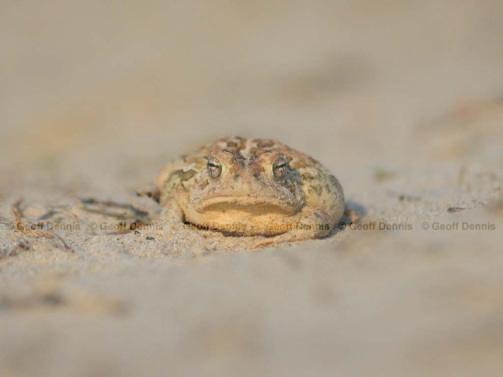 fowlers-Toad-AD