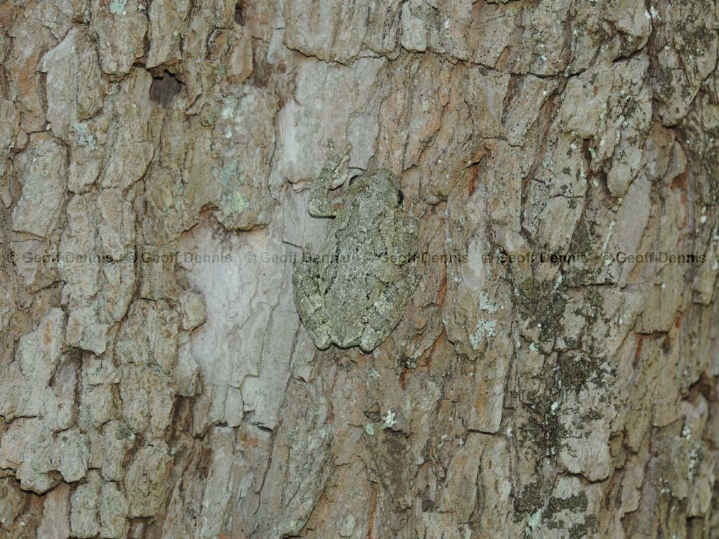 Gray-Treefrog-AA