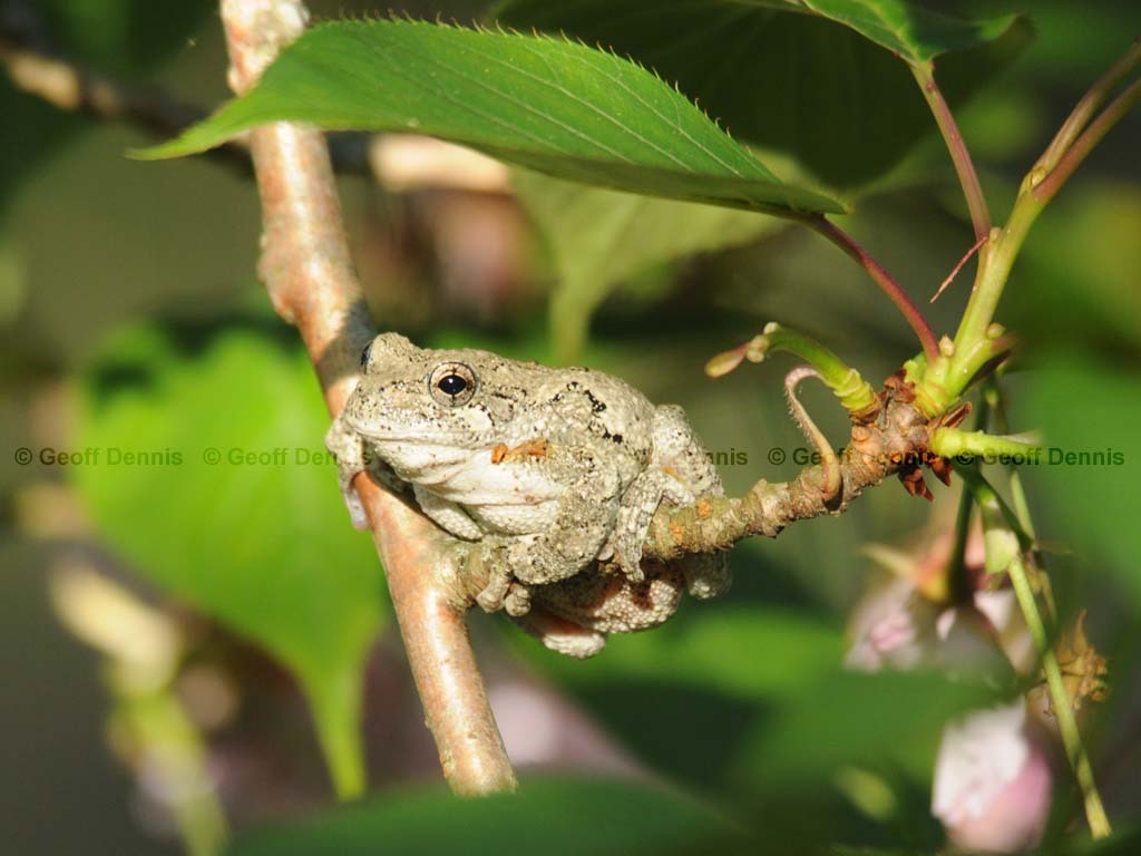 Gray-Treefrog-AB
