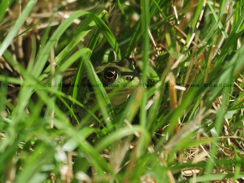 Northern-Greenfrog-AA