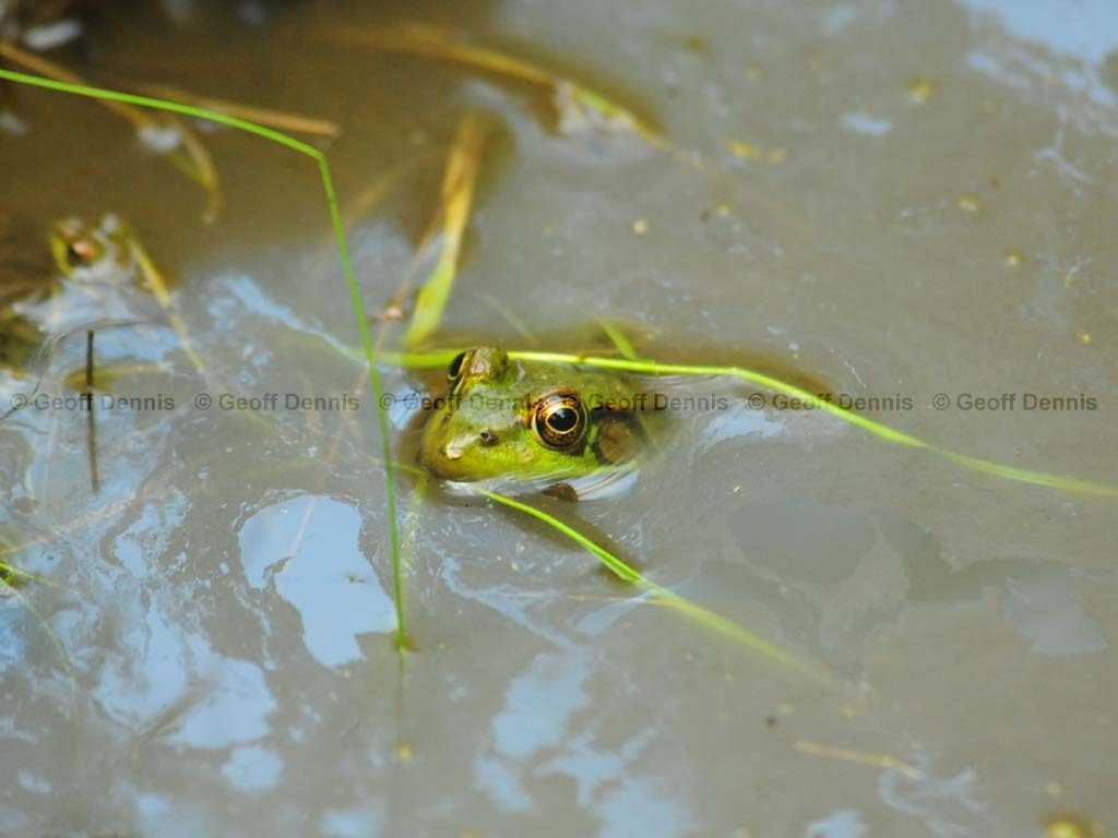 Northern-Greenfrog-AB