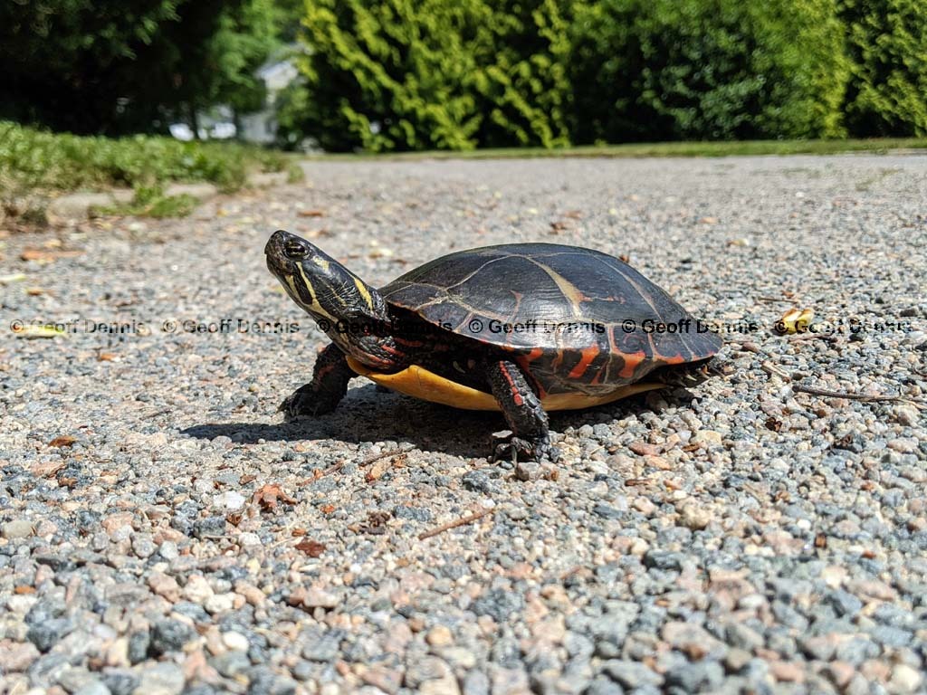 Painted-Turtle-AD