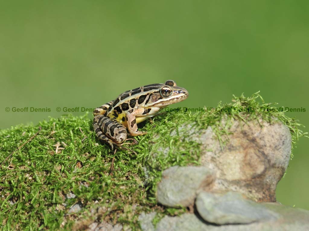 Pickerel-Frog-AA