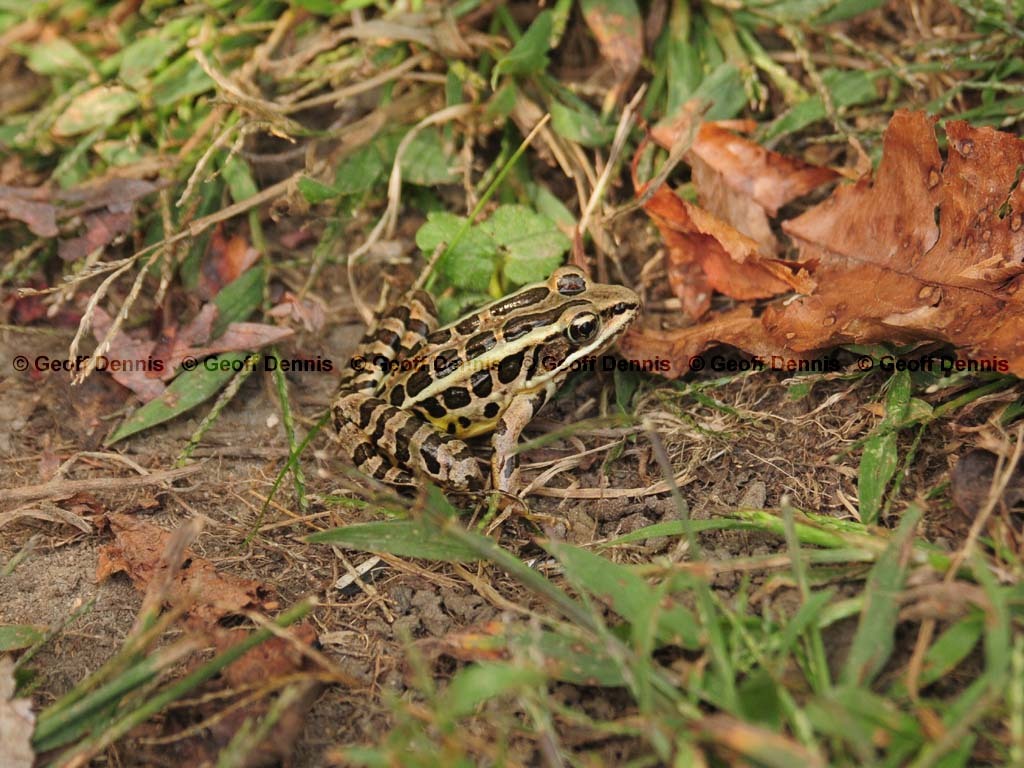 Pickerel-Frog-AB