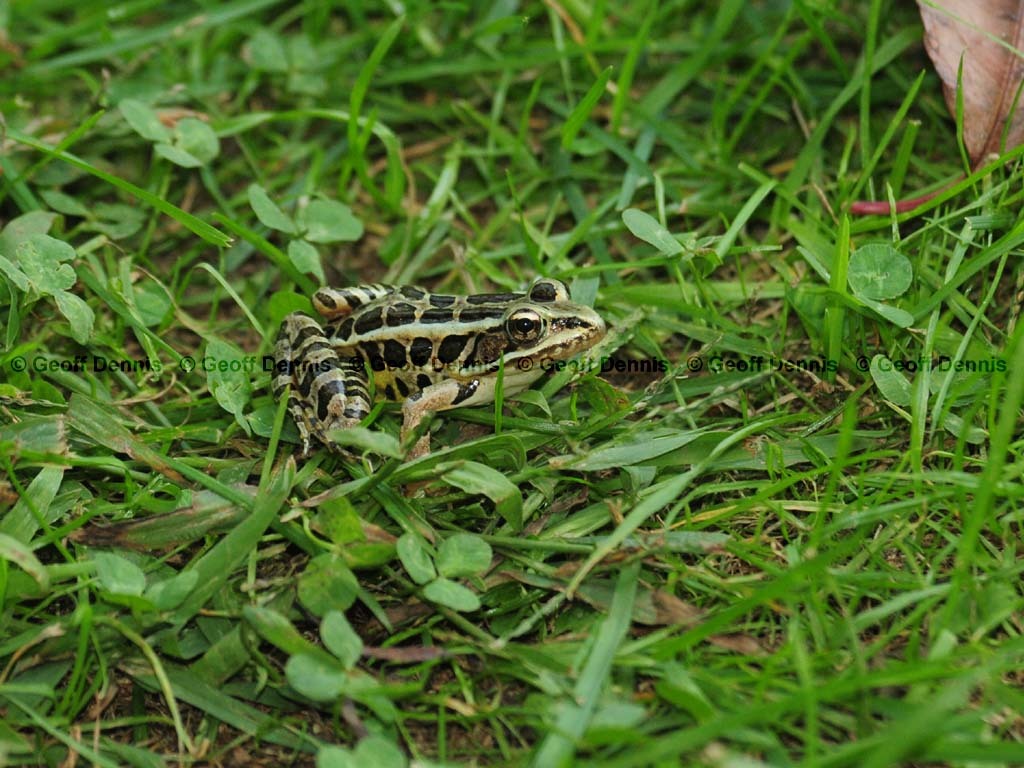 Pickerel-Frog-AC