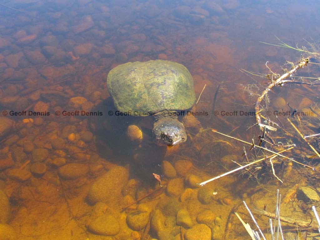 Snapping-Turtle-AA