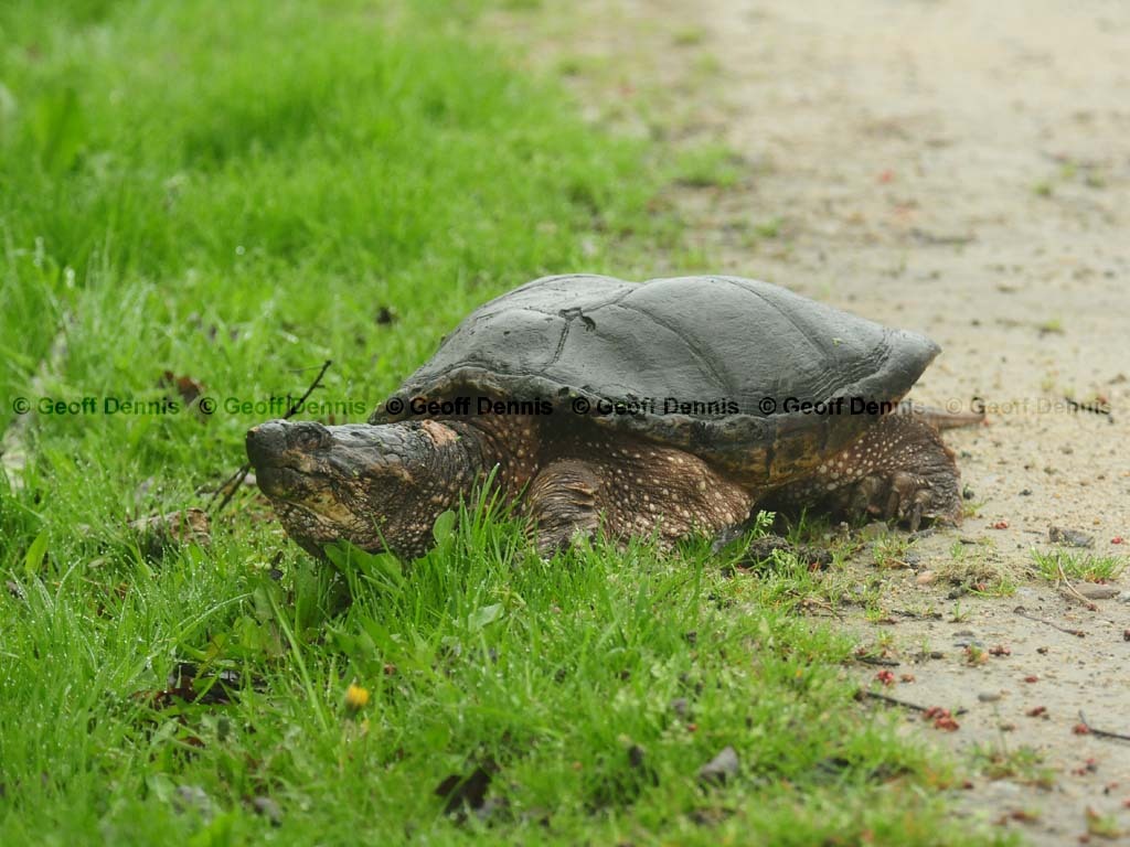 Snapping-Turtle-AB