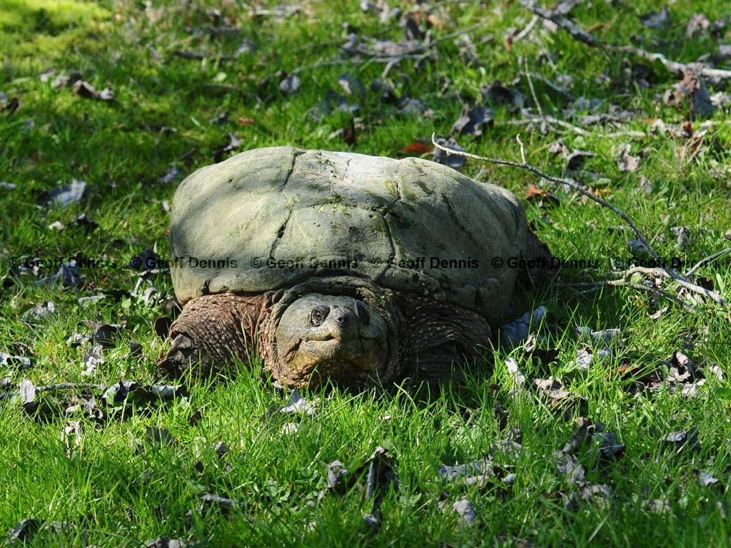 Snapping-Turtle-AD