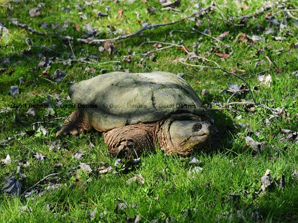 Snapping-Turtle-AE