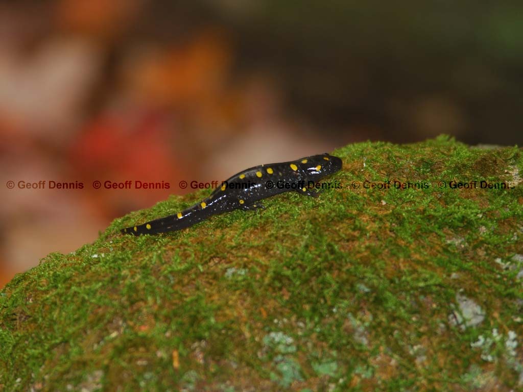 Spotted-Salamander-AA