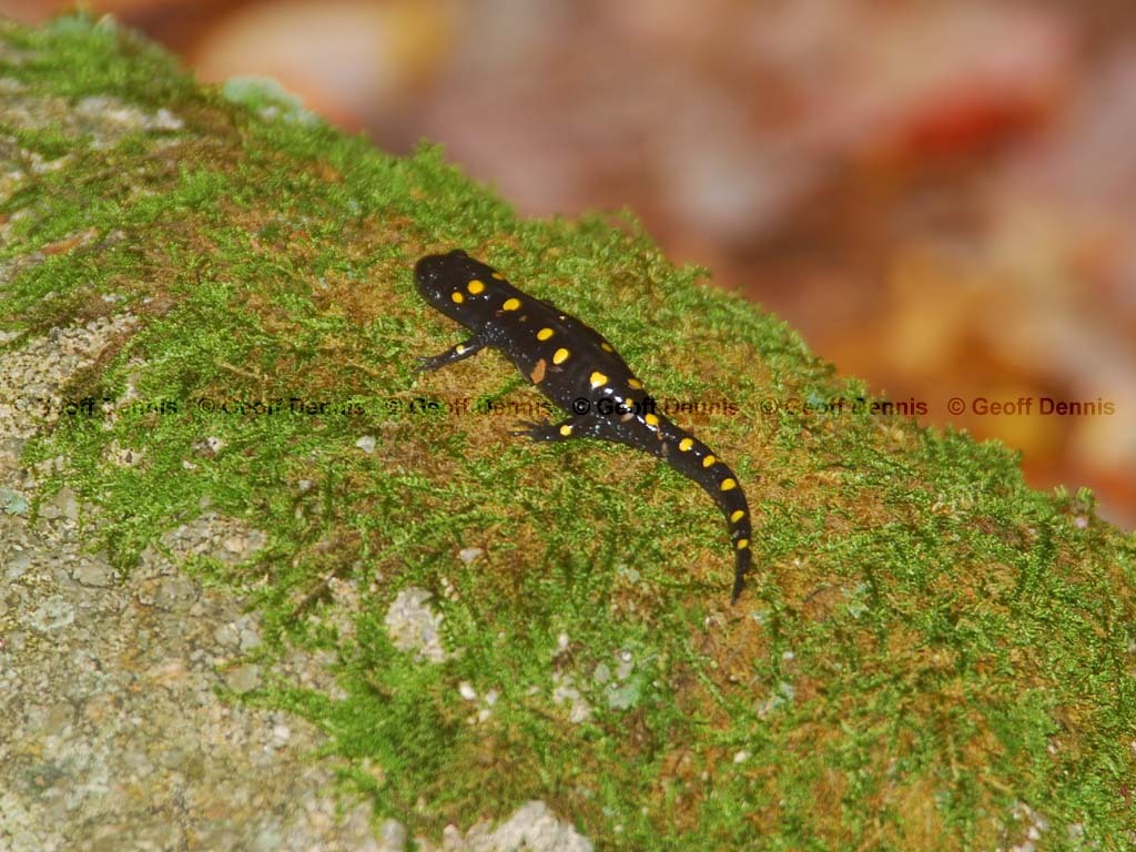 Spotted-Salamander-AB