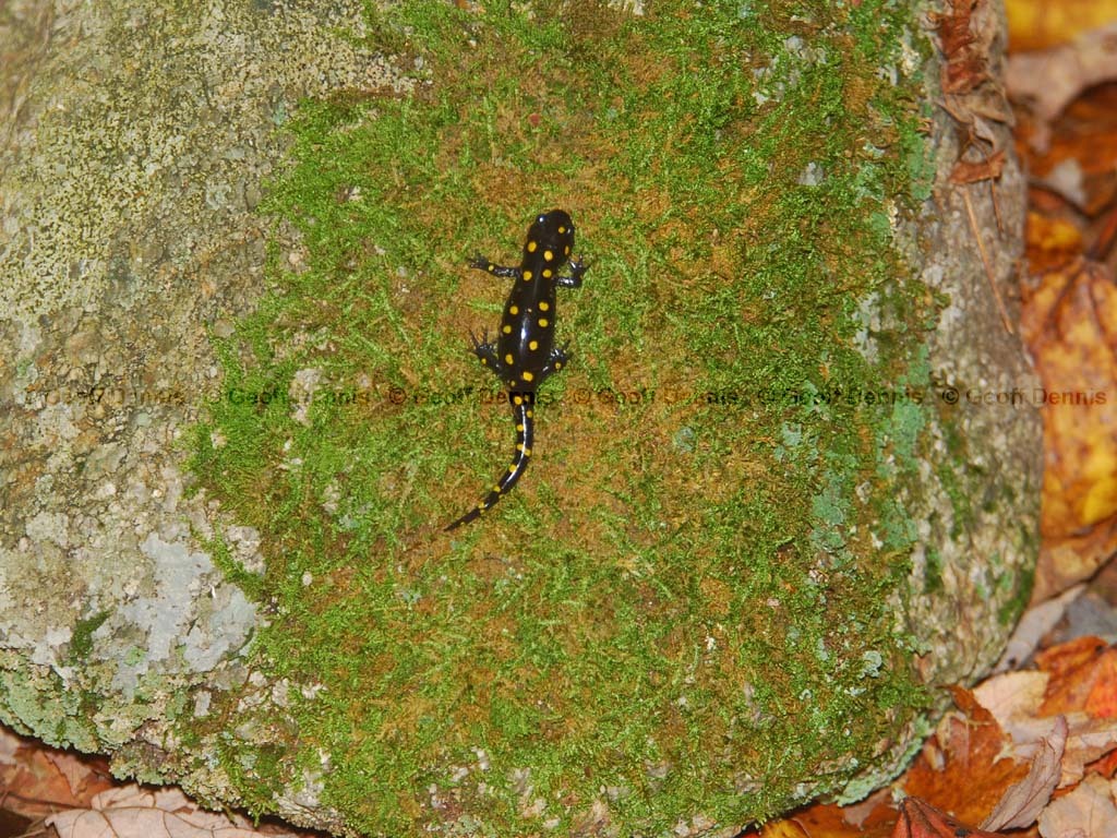 Spotted-Salamander-AC