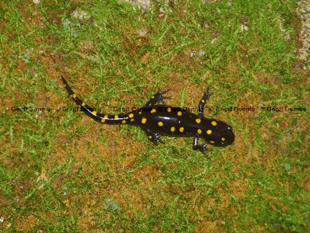 Spotted-Salamander-AD
