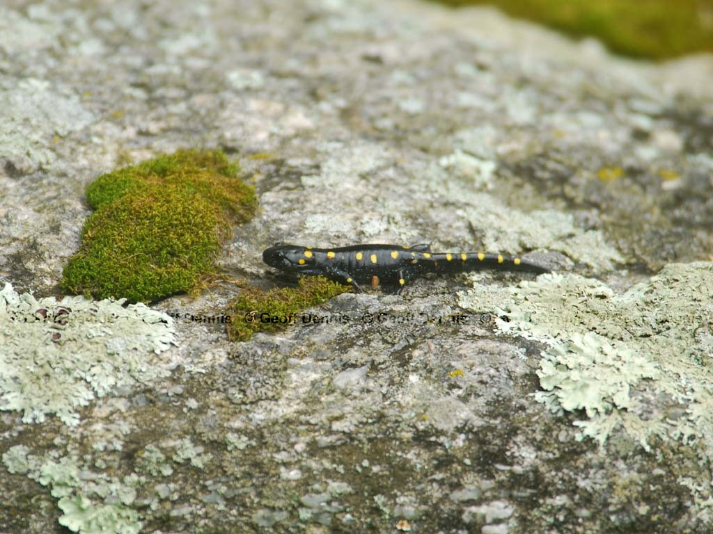 Spotted-Salamander-AE