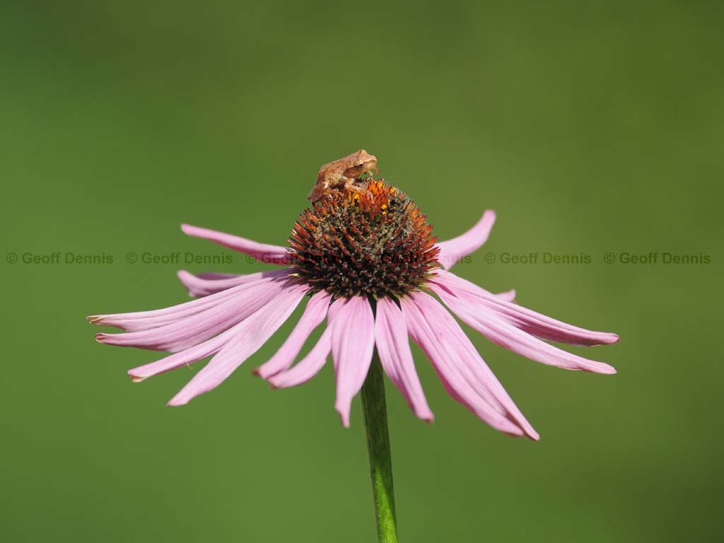 Spring-Peeper-AA