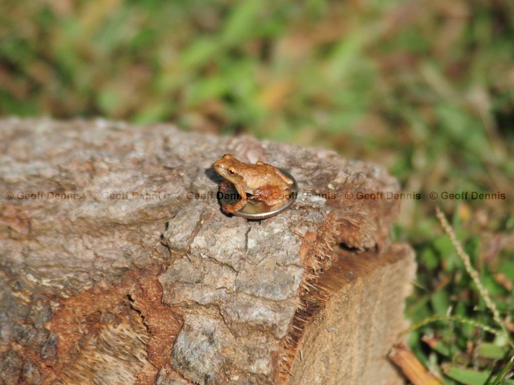 Spring-Peeper-AB