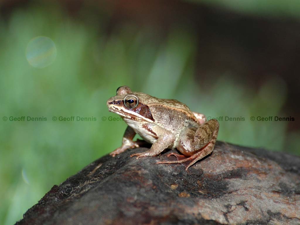 Wood-Frog-AA