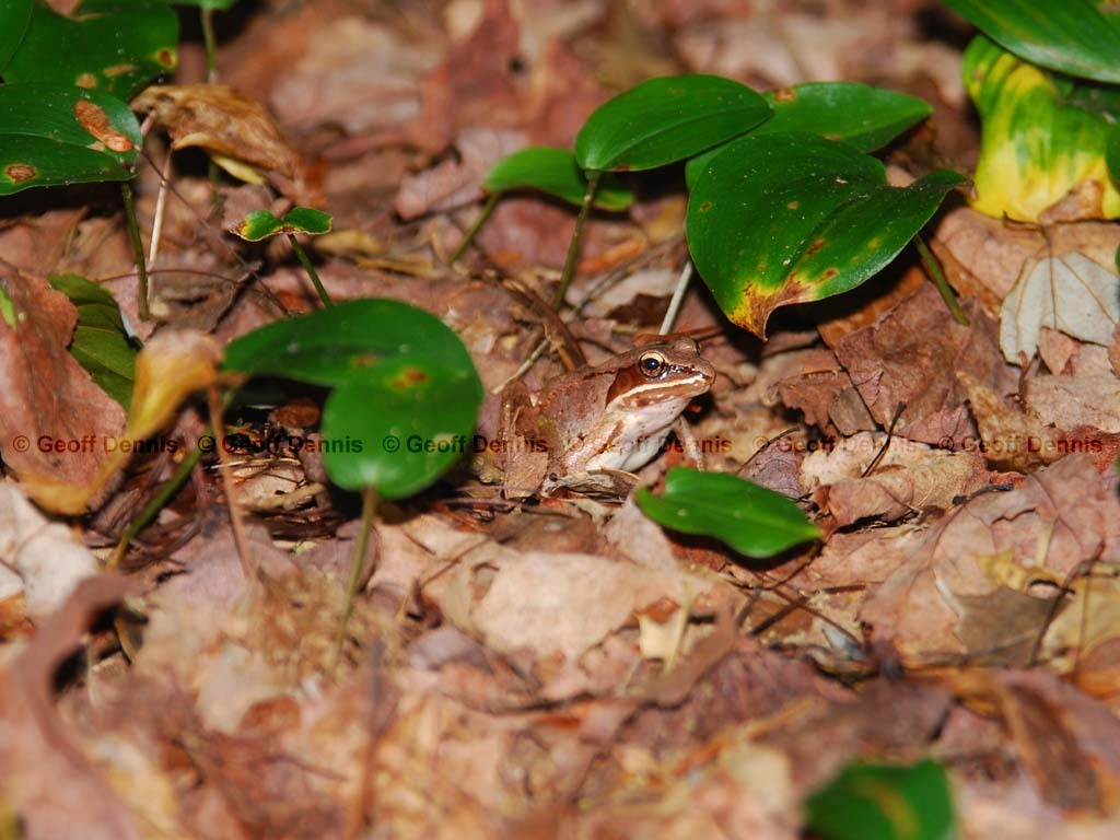 Wood-Frog-AB