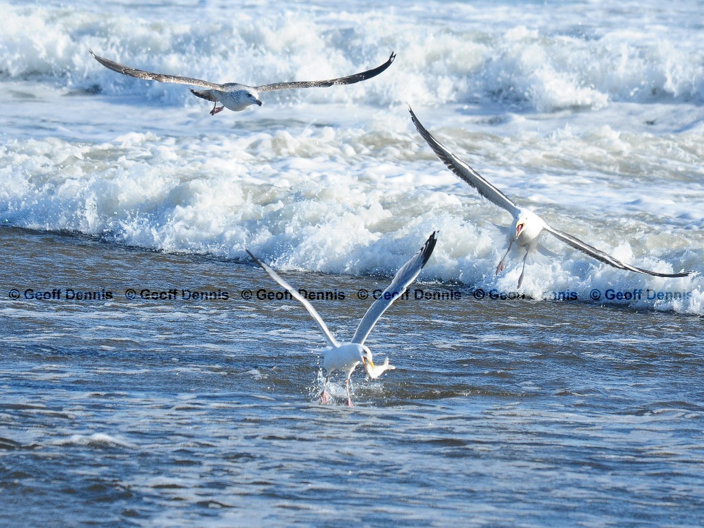 HEGU-AF_Herring-Gull