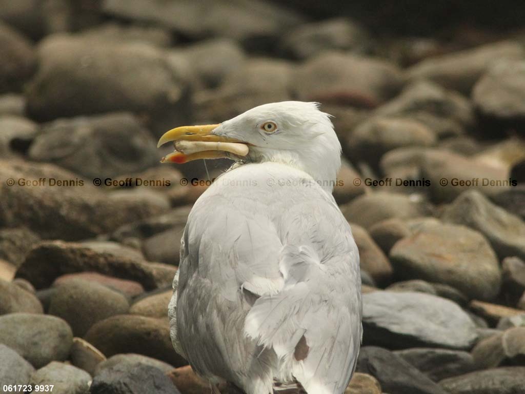 HEGU-AU-Herring-Gull