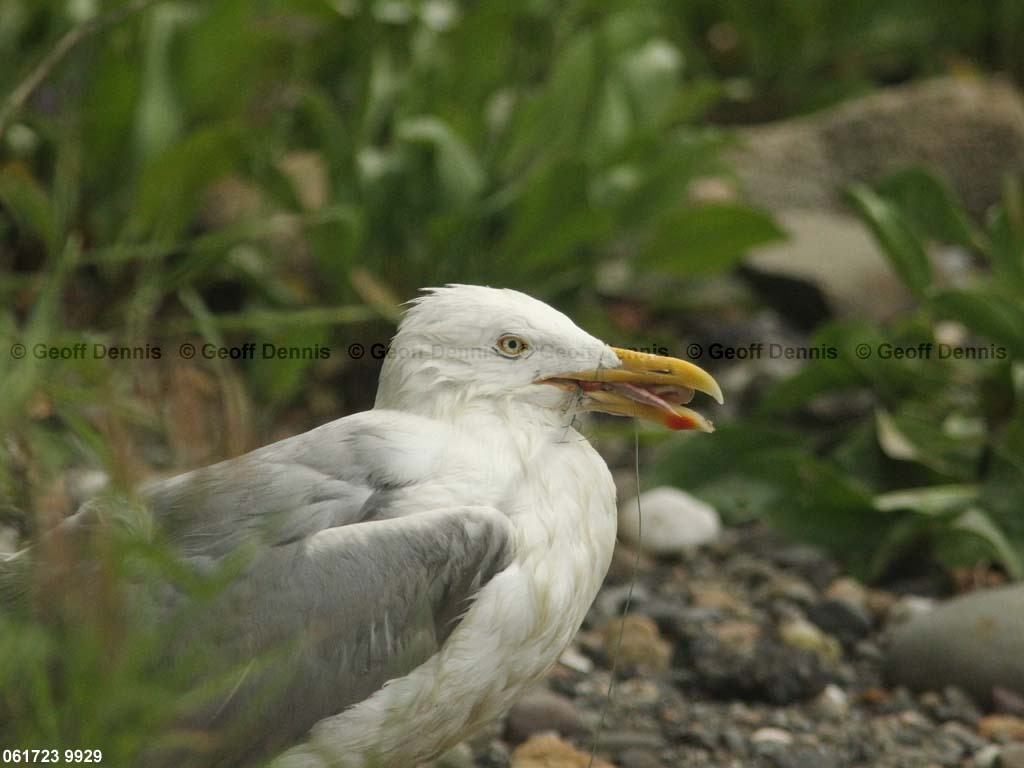 HEGU-AV-Herring-Gull