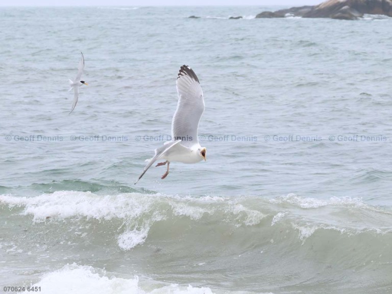 HEGU-AX_Herring-Gull