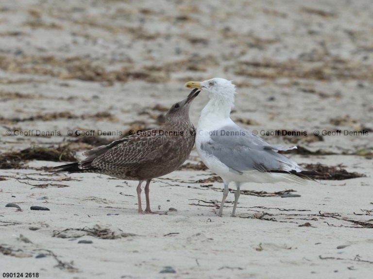 HEGU-AZ_Herring-Gull