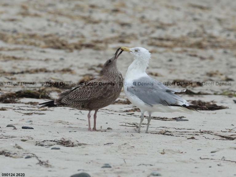 HEGU-BA_Herring-Gull