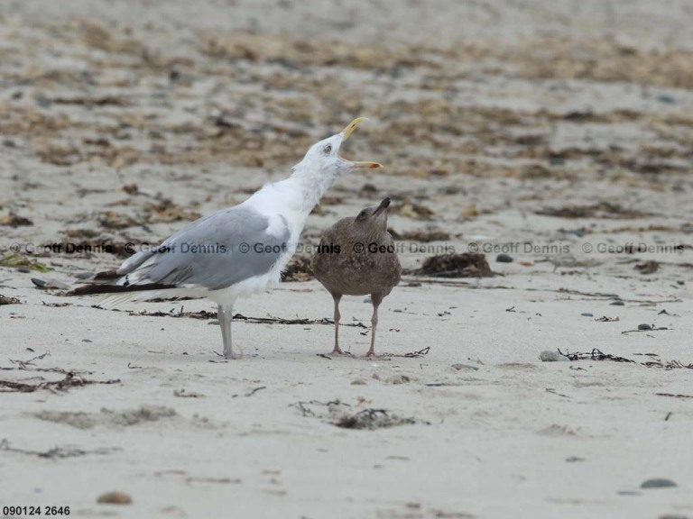 HEGU-BB_Herring-Gull