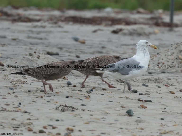 HEGU-BC_Herring-Gull