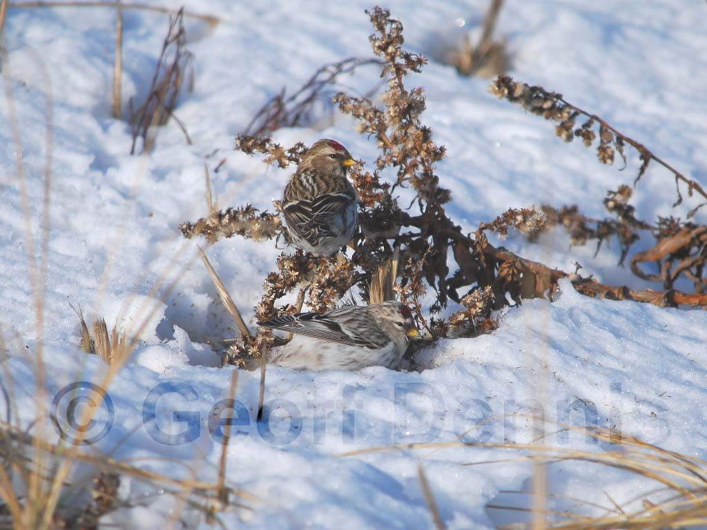 HORE-1-AA_Hoary-Redpoll
