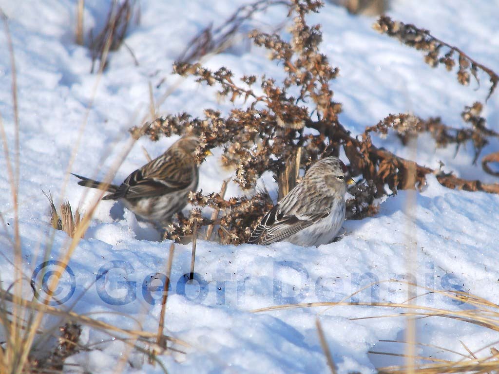 HORE-1-AB_Hoary-Redpoll